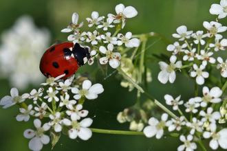 7-spot ladybird (red beetle with black spots on wing cases) sitting amongst frothy creamy flowers of cow parsley