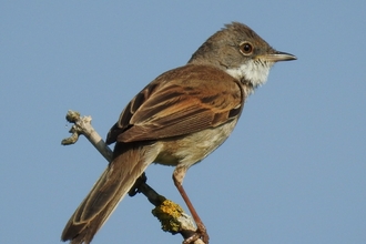 Common whitethroat (mainly brown bird with a white throat and grey-ish head) perched on the end of a twig