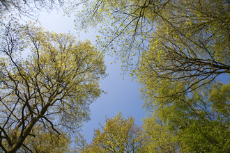 Looking up to a blue sky through towering trees by Paul Lane