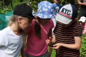 Schoolchildren looking at a worm