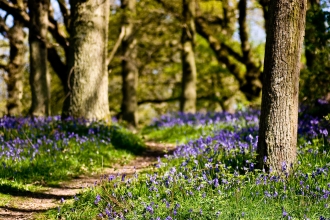 Path through the bluebells at The Knapp and Papermill by Paul Lane