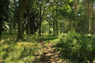 Chaddesley Woods by Wendy Carter