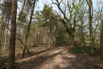 Newbourne Wood by Wendy Carter