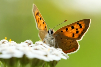 Small copper by Jon Hawkins (Surrey Hills Photography)