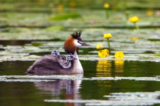 Great crested grebe with chicks on back by Pete Cheshire