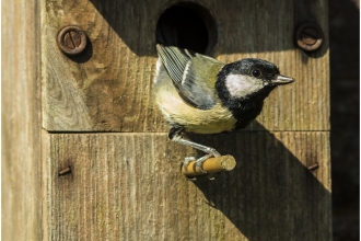 Great tit coming out of a bird box by Nigel Bell