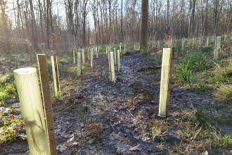 Tree planting at Trench Wood by Ben Rees
