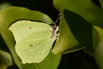 Yellowy/green brimstone butterfly by Gary Farmer