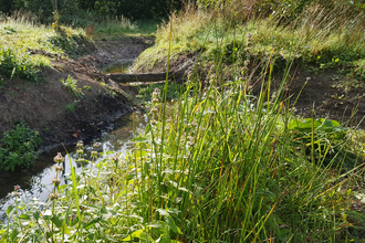 Churchill Brook showing wetland creation and a 'leaky dam'. 