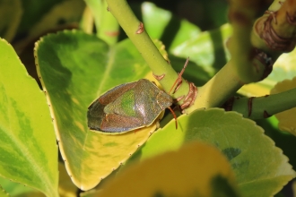 Gorse shieldbug sitting on a leaf by Rosemary Winnall