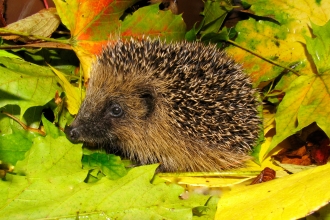 Hedgehog amongst leaves by Rosemary Winnall