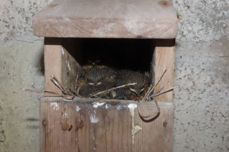 Robin chicks in nest box by Rosemary Winnall