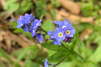 Blue flowers of forget-me-nots by Anne Williams