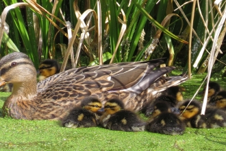 Mallard and her ducklings on a pond by Jean Young