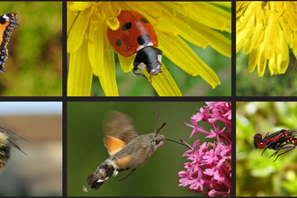 Photos of small tortoishell, 7 spot ladybird, marmalade hoverfly, common carder bee, hummingbird hawk-moth, large red damselfly