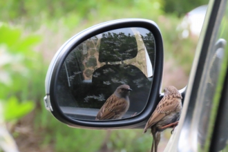 Dunnock looking at his reflection in a car mirror by Rosemary Winnall