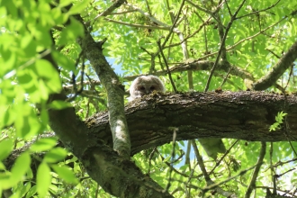 Juvenile tawny owl peering over branch of tree (by Rosemary Winnall)