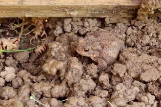 Common toad sitting on soil by Rosemary Winnall