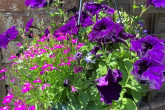 Hanging basket with pink and purple flowers by Anne Williams