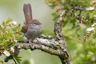 Cetti's warbler sitting on a branch surrounded by blossom by David Anderson