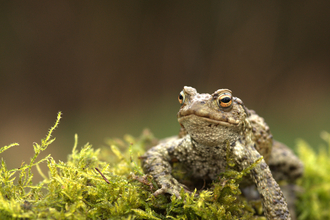 Common toad by Jason Curtis
