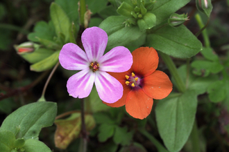 pink flower of herb Robert and red flower of scarlet pimpernel by Rosemary Winnall