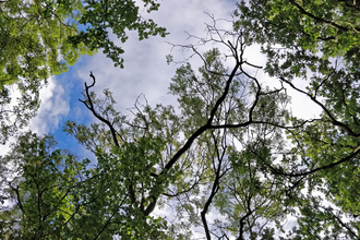 Ash dieback in the canopy of a mature tree by Eleanor Reast
