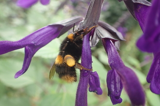 Buff-tailed bumblebee taking nectar from a long tube-like purple flower by Brett Westwood