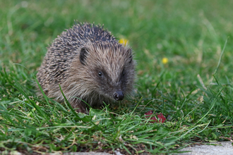 Hedgehog on a lawn by Wendy Carter
