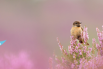 Stonechat in a 'sea' of heather by Ben Hall/3030VISION