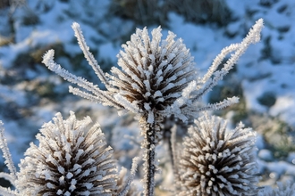 Teasels covered in hoar frost by Lucy Rix