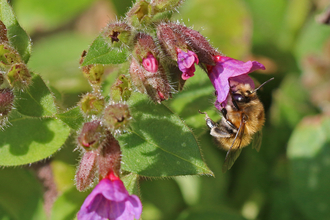Hairy-footed flower bee feeding from pink lungwort flower by Wendy Carter
