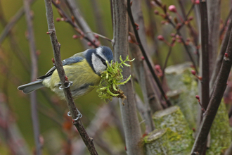 Blue tit carrying green moss for nesting material by Wendy Carter