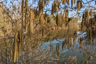 Catkins on a tree with a lake in the background by David Corns