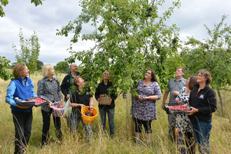 Group of 9 members of staff looking up into a plum tree whilst holding buckets of plums by Harry Green