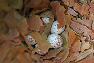 White eggs speckled with brown sitting amongst brown woody material in a nest by Stephanie Franklin