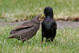 Adult starling feeding cranefly larvae to juvenile starling by Wendy Carter