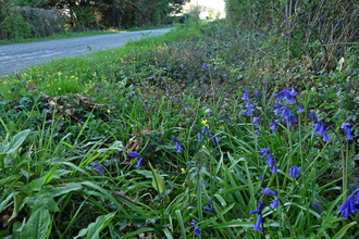 Bluebells on a roadside verge by Wendy Carter