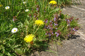 Wildflowers (dandelions, daisies, ground ivy) on edge of lawn and patio by Wendy Carter