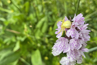 Flower crab spider (yellow in colour) on an orchid (light pink petals with darker pink markings) by Issy Troth