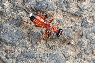 Agrothereutes abbreviates wasp - mainly red body with black head, black marking close to end of abdomen, abdomen tipped with white by Cathryn Dhonau