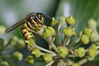 Black and yellow striped wasp on green ivy by Wendy Carter