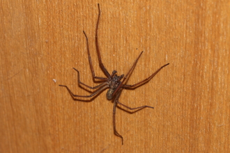 House spider sitting on a wooden door in a house by Wendy Carter