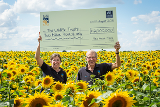 Lucy Taylor and Nicholas Watts of Vine House Farm standing in a field of sunflowers and holding up a giant cheque for £2,000,000 by Matthew Roberts