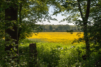Looking between trees across Green Farm buttercup-filled yellow fields towards woodland by Paul Lane