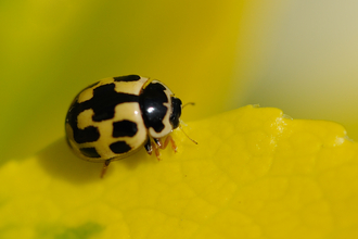 14-spot ladybird - yellow with black spots - on a yellowy leaf by Amy Lewis