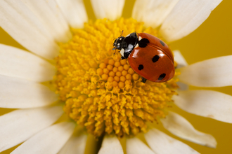 7-spot ladybird on white and yellow ox-eye daisy flowerhead by Jon Hawkins/SurreyHillsPhotography