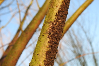 Giant willow aphids up one side of a tree stem by John Hodson