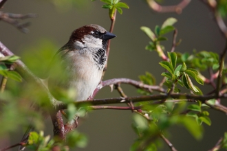 House sparrow sitting in a tree by Simon Hislam