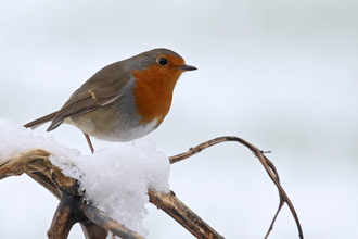 Robin (a bird with a red breast, edged with grey, and brown wings) on a snowy twig by Wendy Carter